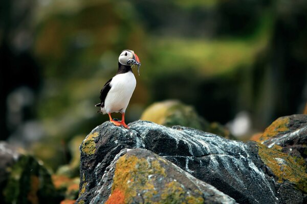 Atlantic puffin with prey in its beak