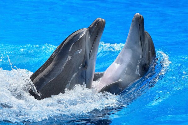 Dolphins play in the blue water