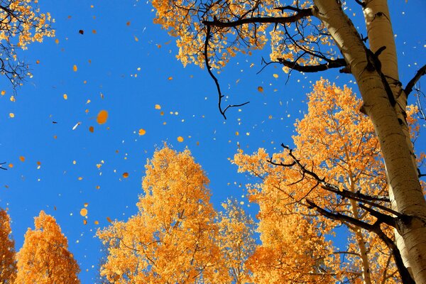 Arbres jaunes . feuillage vole vers le bas sur un fond de ciel bleu vif