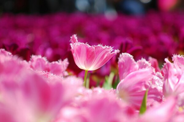 Pole tulipanów z różowymi płatkami