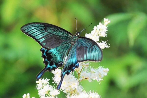 A chameleon butterfly sat on a flower