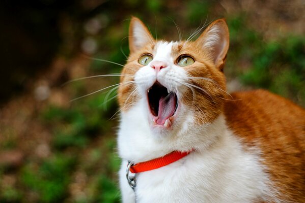 A red-haired cat in a collar yawns