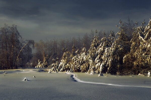 Foresta notturna in inverno con neve