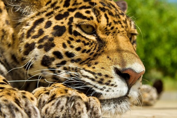 The jaguar is resting with its muzzle on its paws