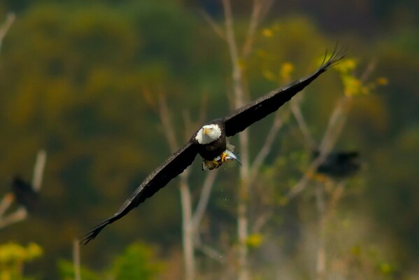 An eagle with wings spread in flight