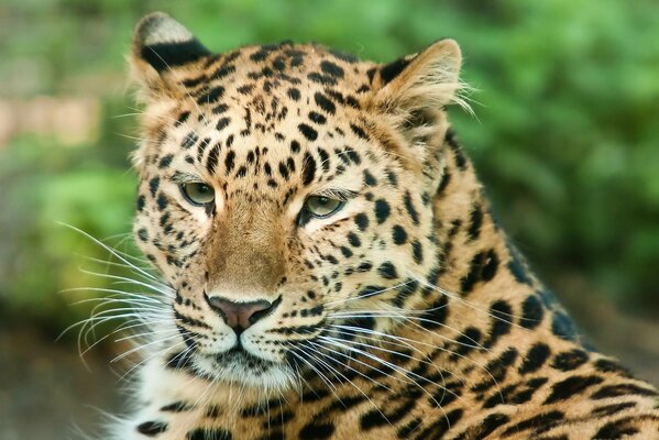 Die Schnauze eines Leoparden, der in die Ferne schaut