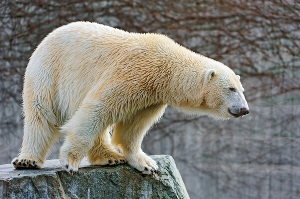 Chasse à l ours polaire sur la pierre