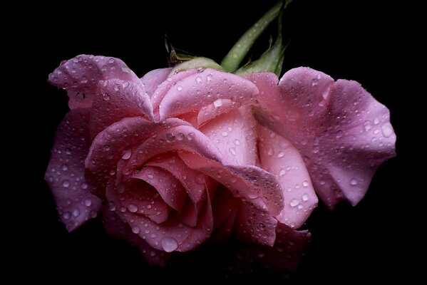 Różowa róża z mokrymi płatkami