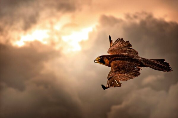 Falke im Flug mit Wolken am Himmel