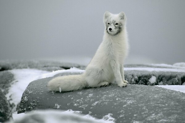 Ein Polarfuchs sitzt auf Steinen