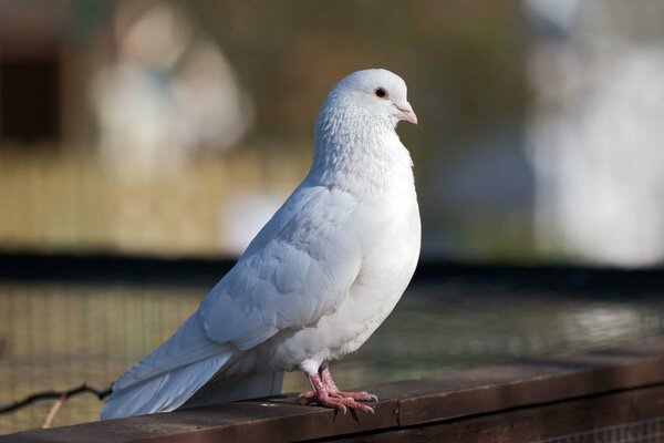 Die weiße Taube ist ein Vogel der Welt