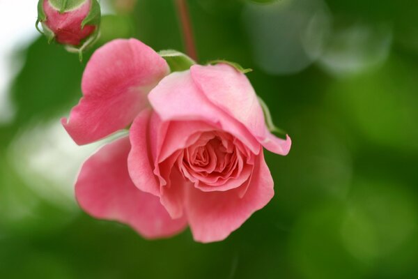 Rosa con hermosos brotes en la naturaleza