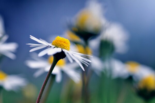 Chamomile on a blurry blue background