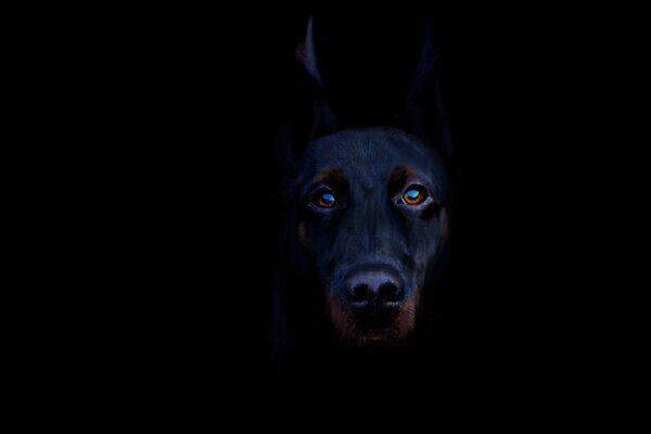 Doberman negro sobre fondo oscuro con aspecto hermoso