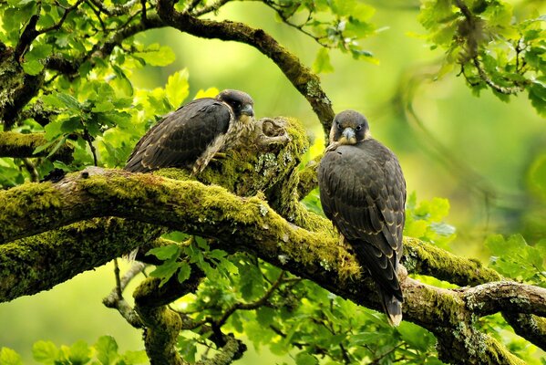 The falcon bird looks almost invisible on a branch