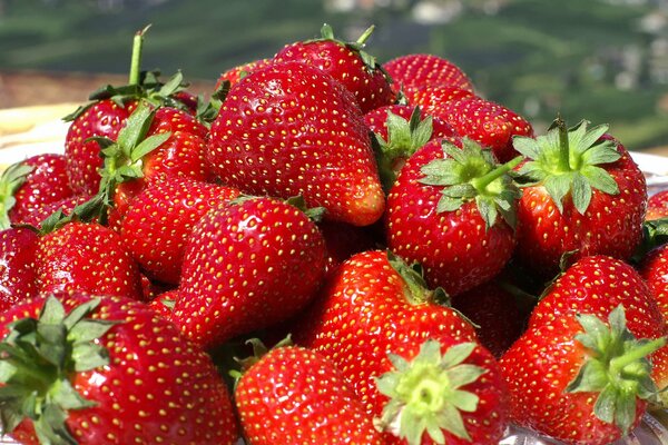 Saftige Erdbeeren. Helle Farben des Sommers