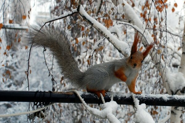 A squirrel with a beautiful red color on a snow-covered branch