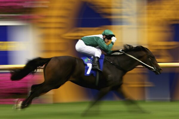 Sports équestres professionnels. Équitation