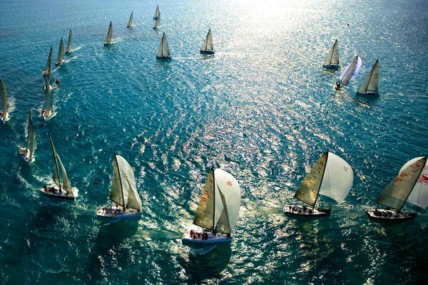 Several yachts are sailing on the ocean