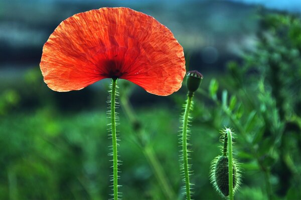 A lonely red poppy with beautiful buds