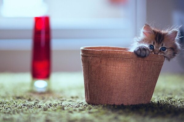 Fluffy kitten in a flower pot