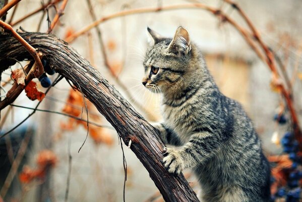 A beautiful cat is sitting on a branch