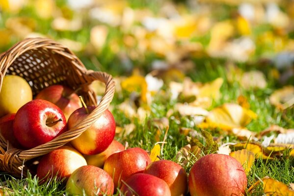 Cornucopia. Basket with apples on the grass. Gifts of autumn. Autumn still life