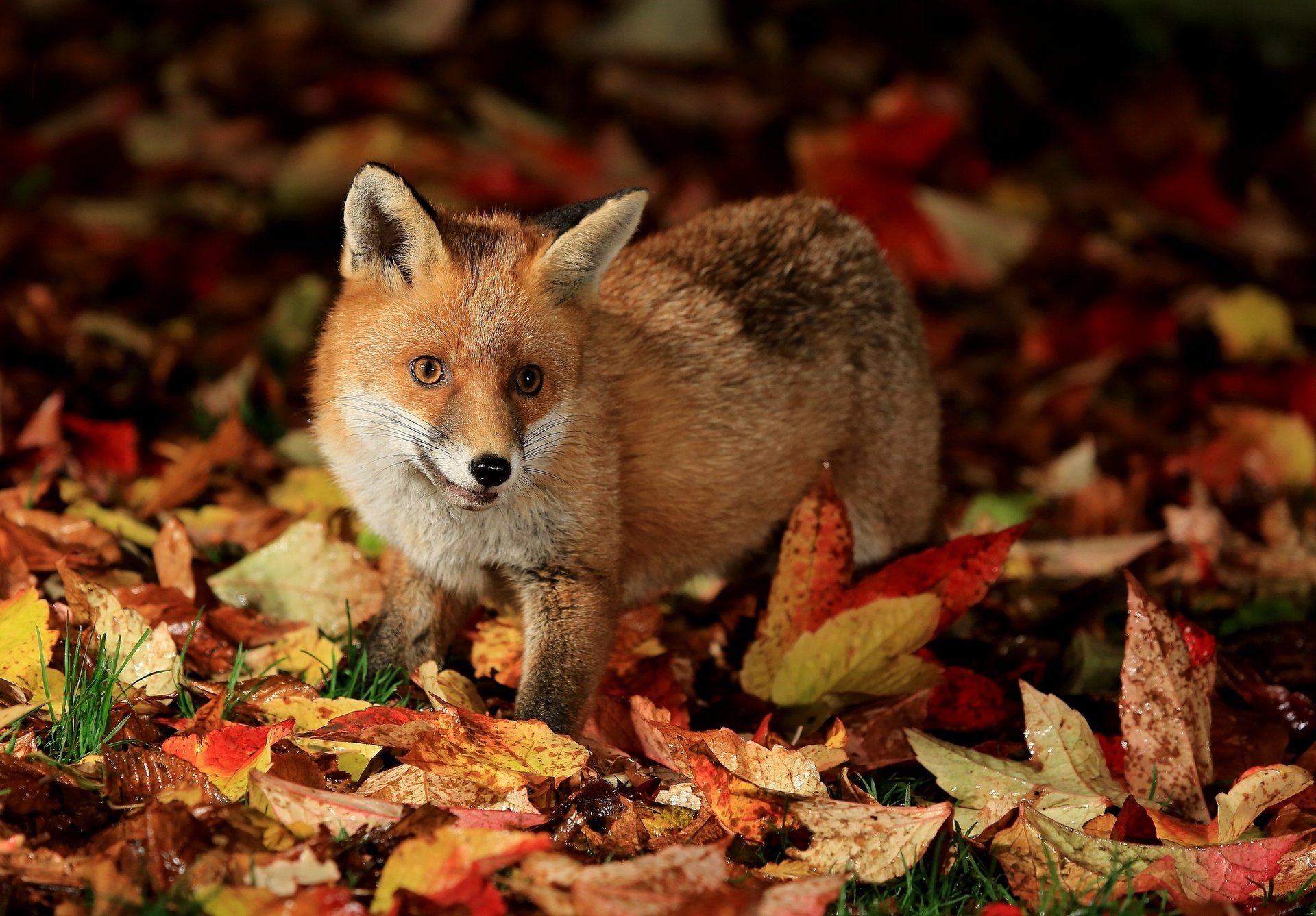 volpe volpe foglie autunno