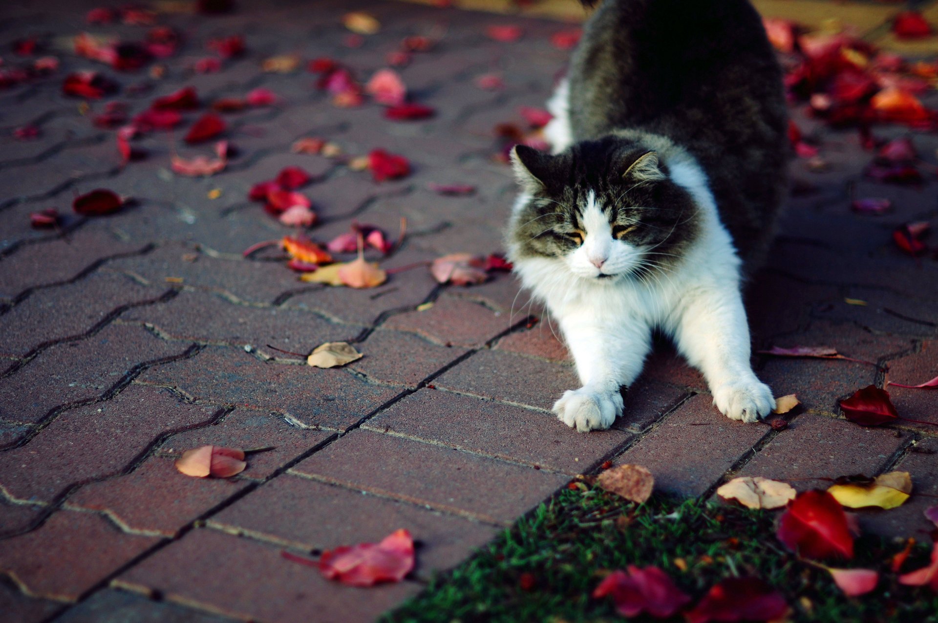 gatto autunno zampe gatto lanuginoso foglie piastrelle erba