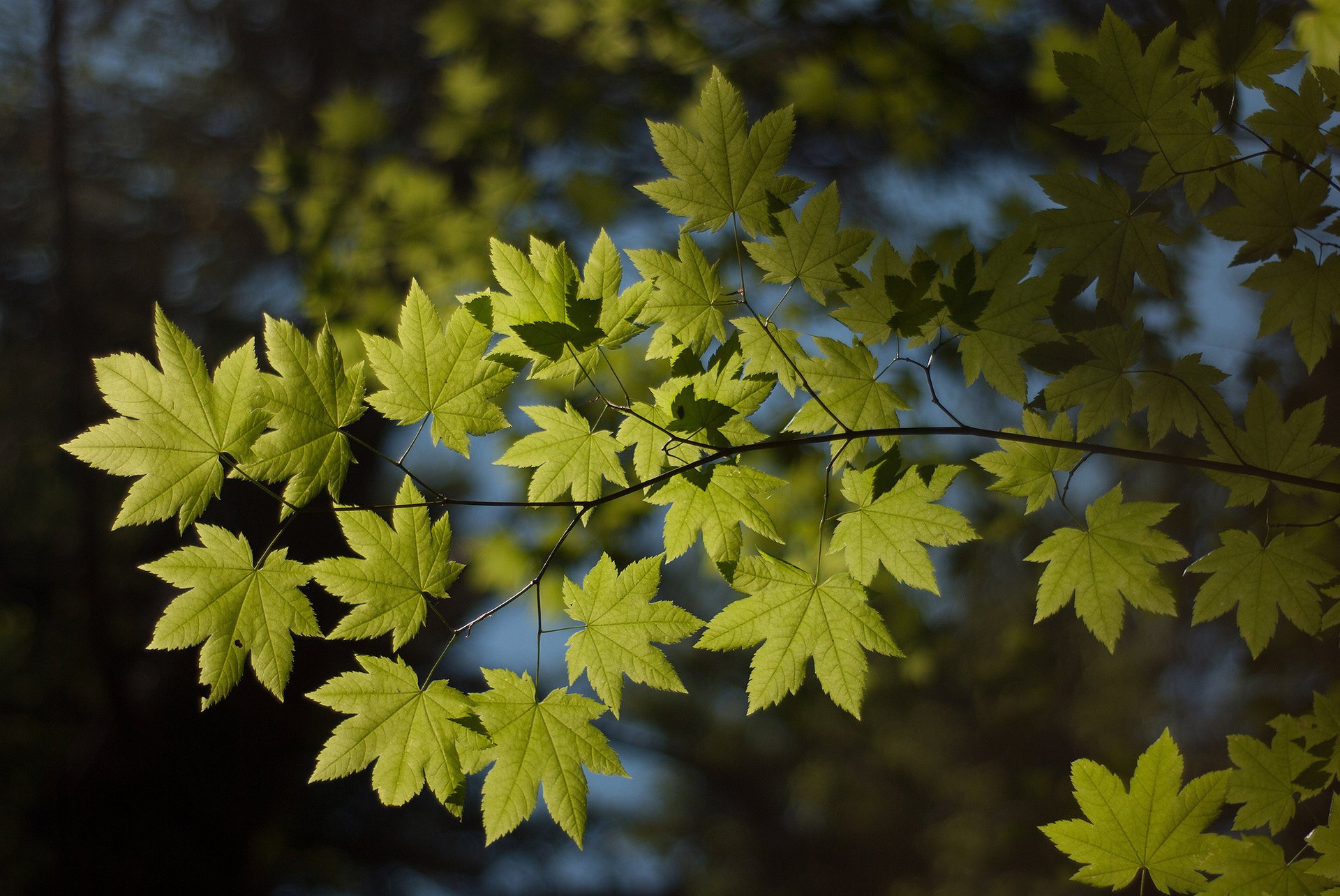 macro branch nature foliage