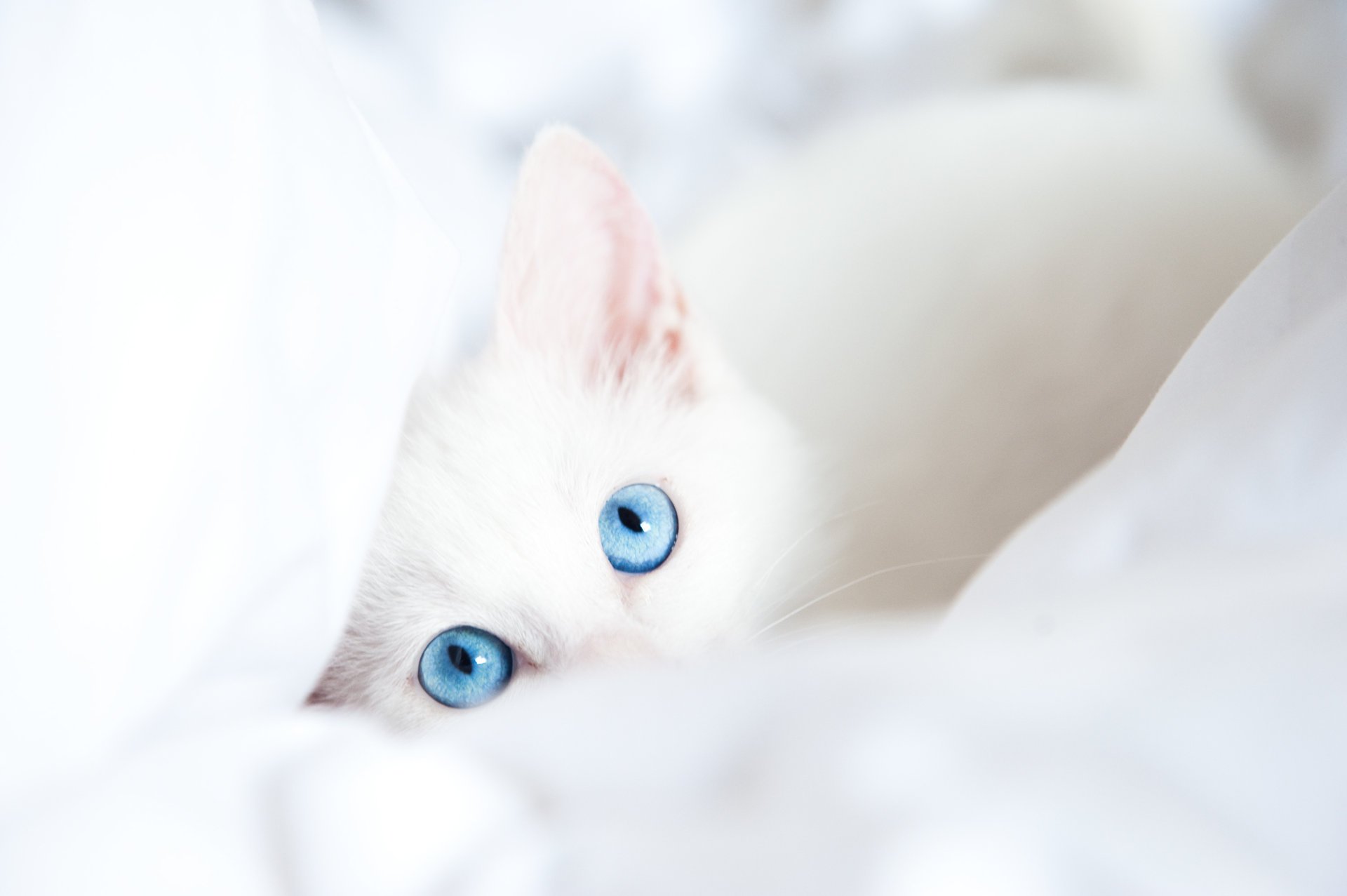 katze decke weiß blaue augen blick