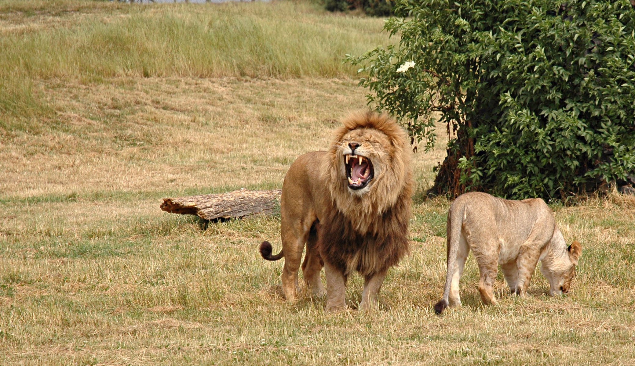 chats crier lion wallpapers roi fonds d écran lionne