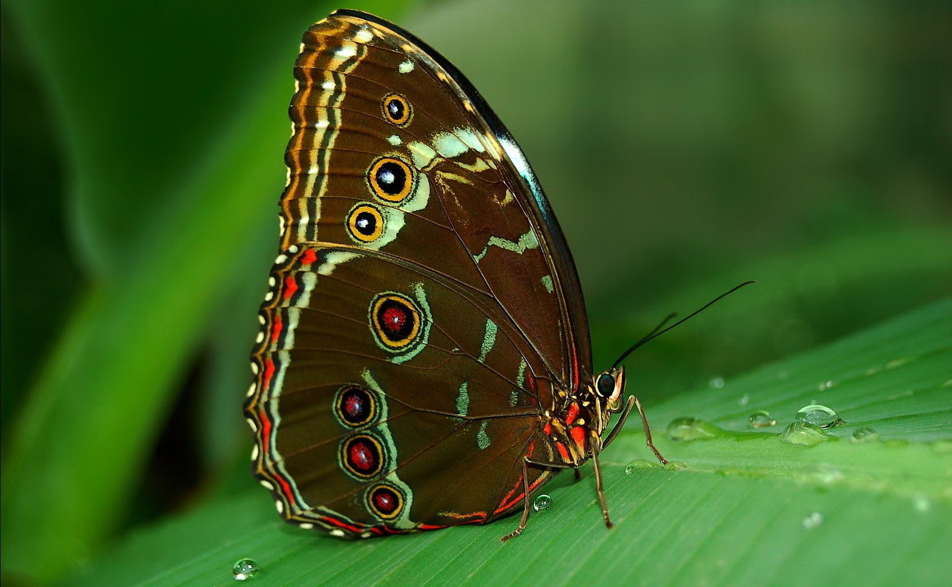 farfalla tropici morfo foglia occhi sotto rugiada