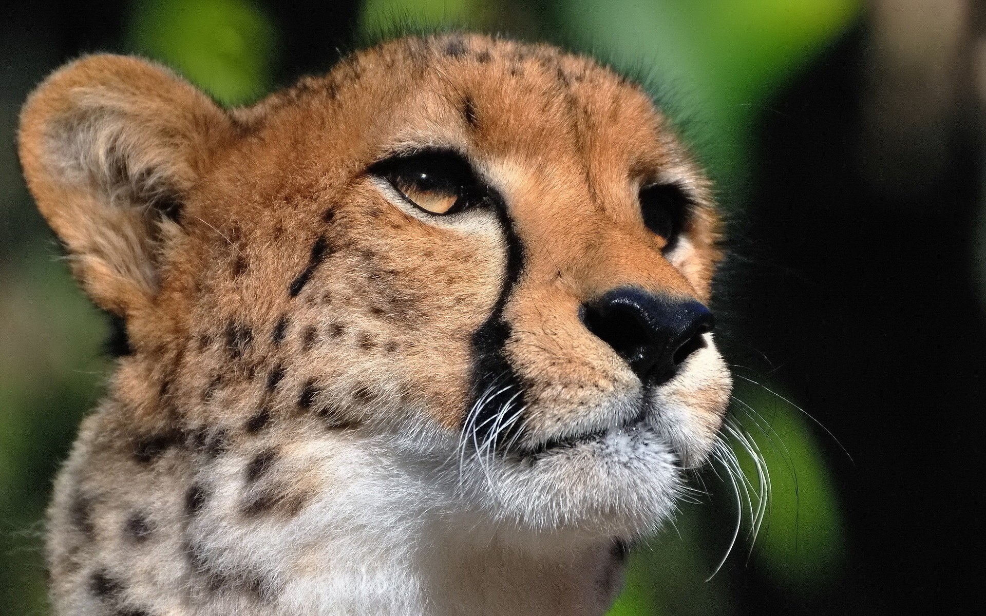 guépard prédateur museau moustache à la recherche