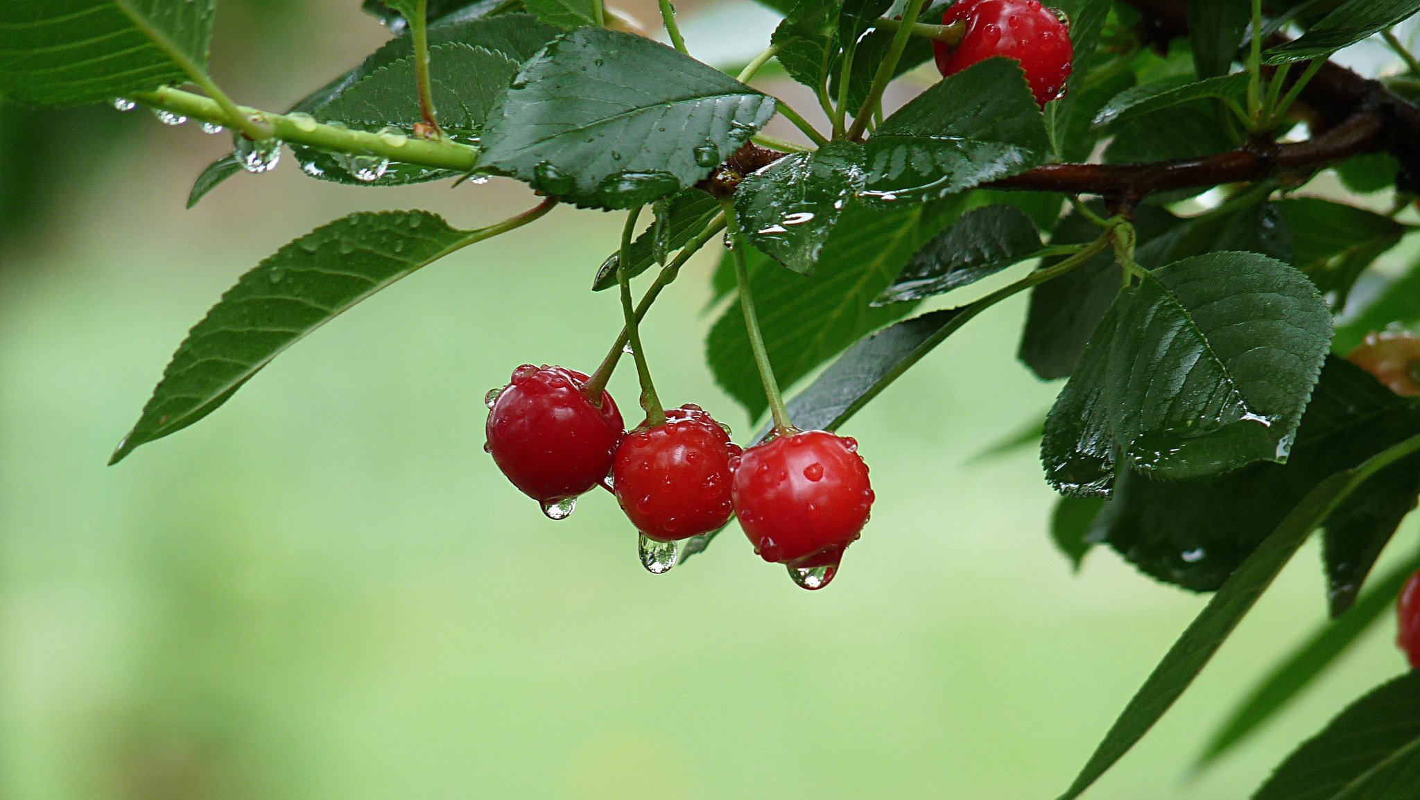 ramo volpe ciliegia rosso dopo la pioggia frutta gocce