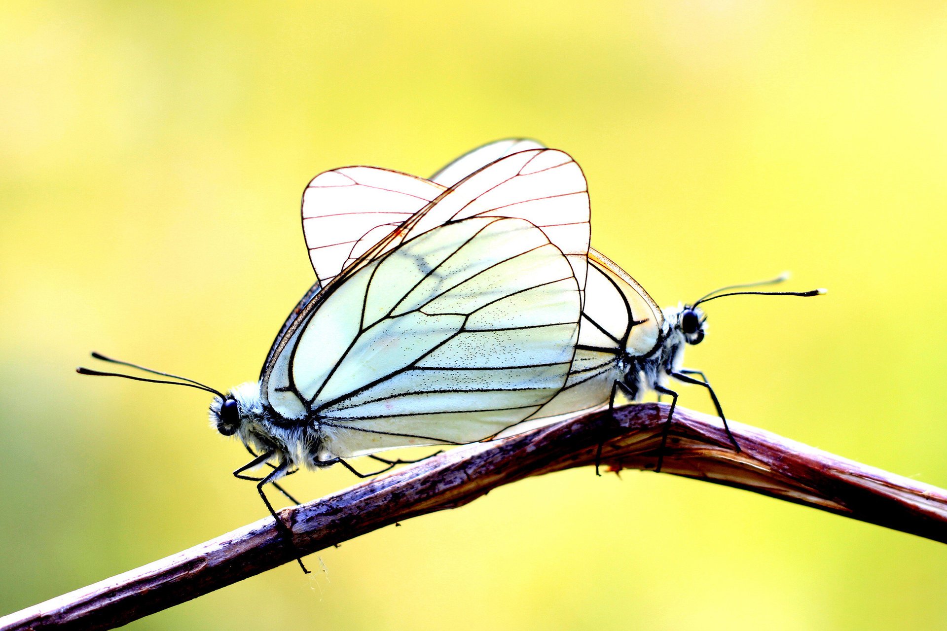 rama mariposas fondo dos