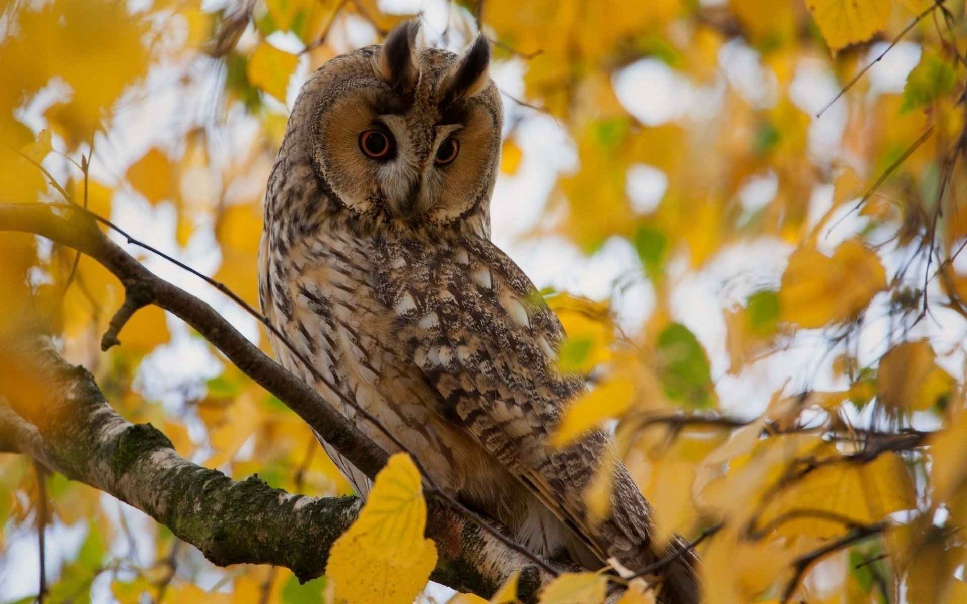 hibou arbre branche jaune feuilles