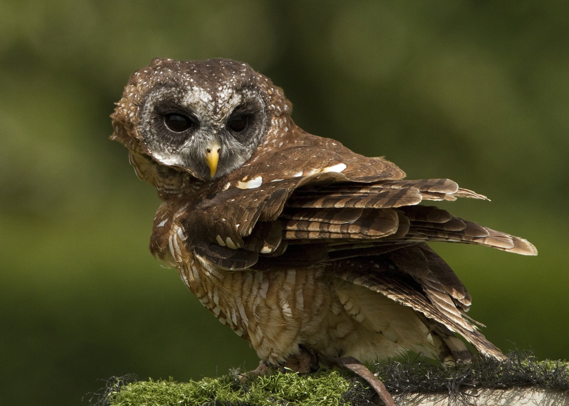 eule moos hintergrund vogel