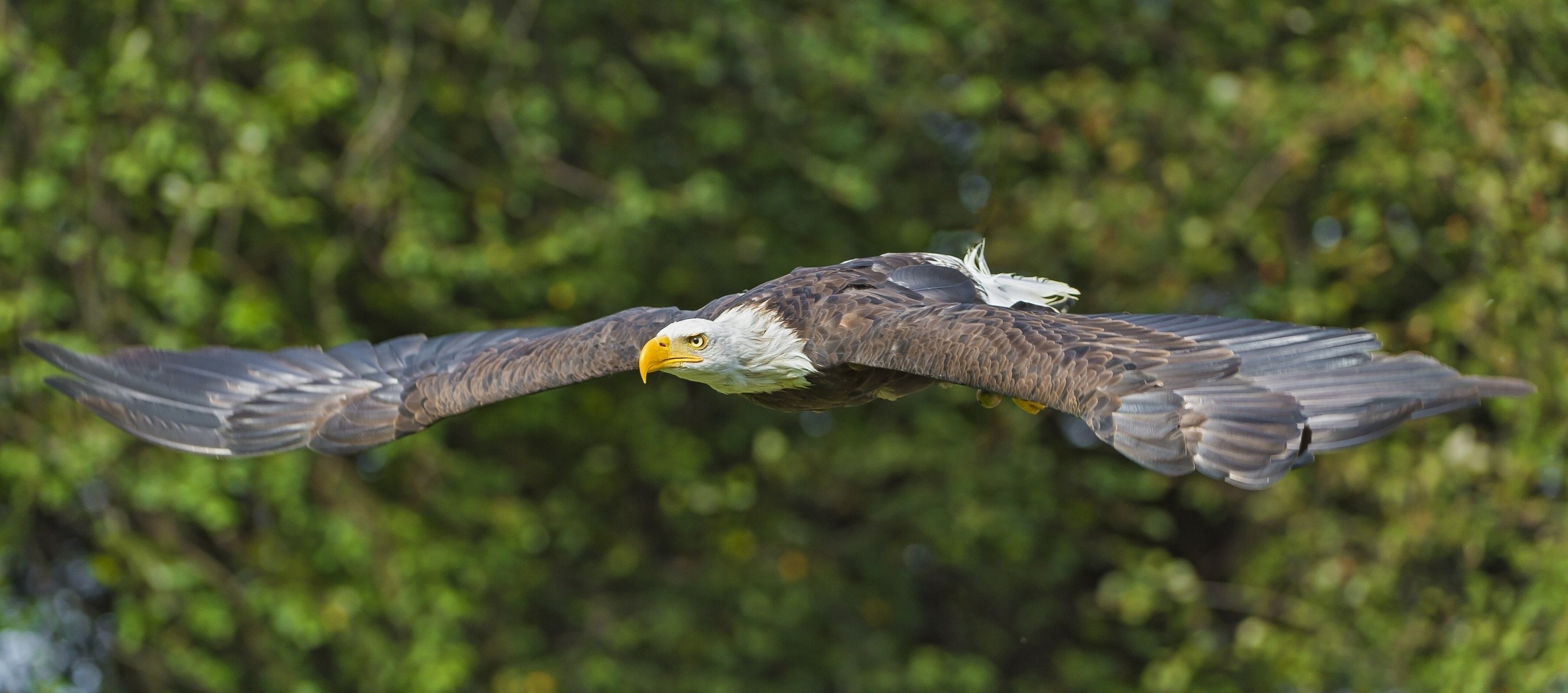 pygargue à tête blanche prédateur vol oiseau ailes