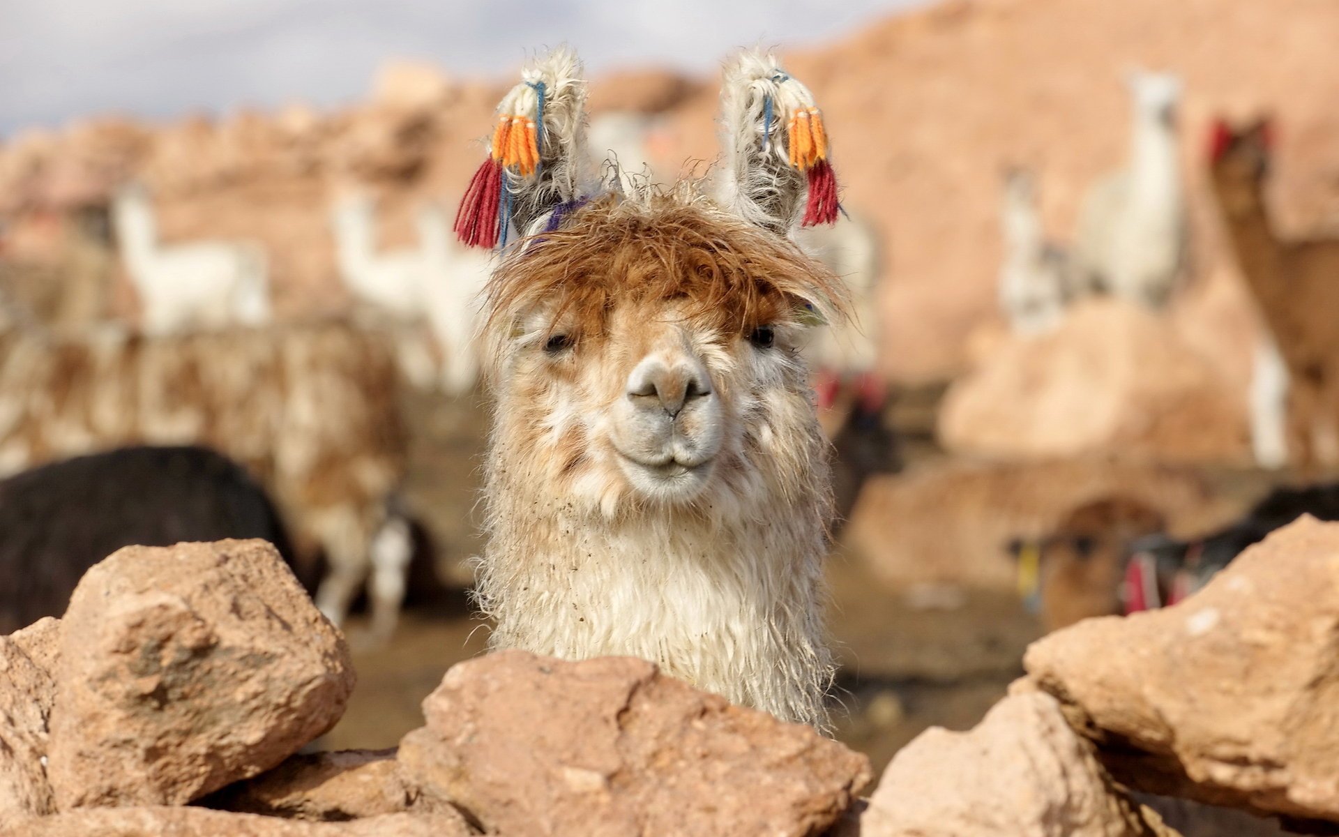 lama nature bolivia