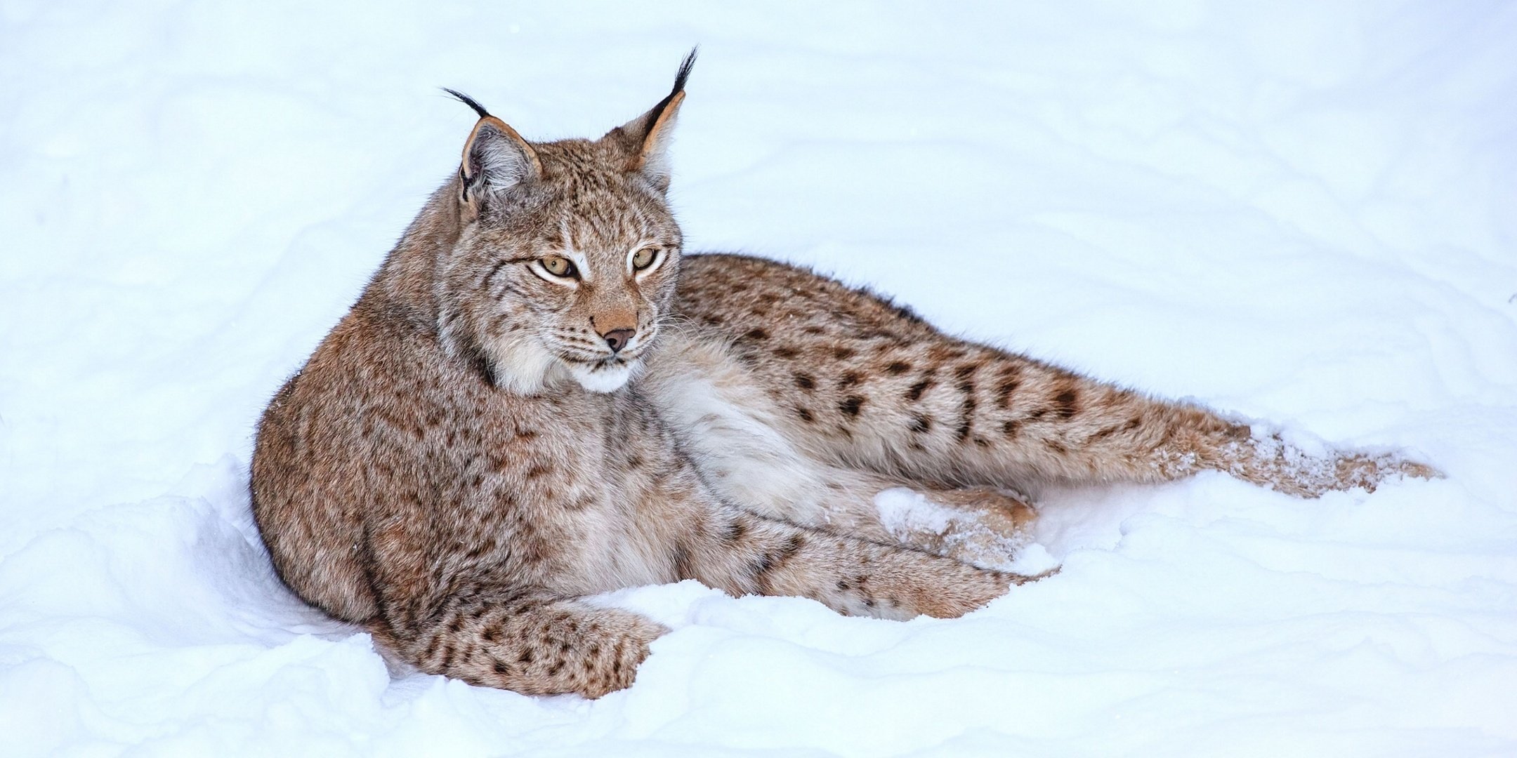 lynx winter snow