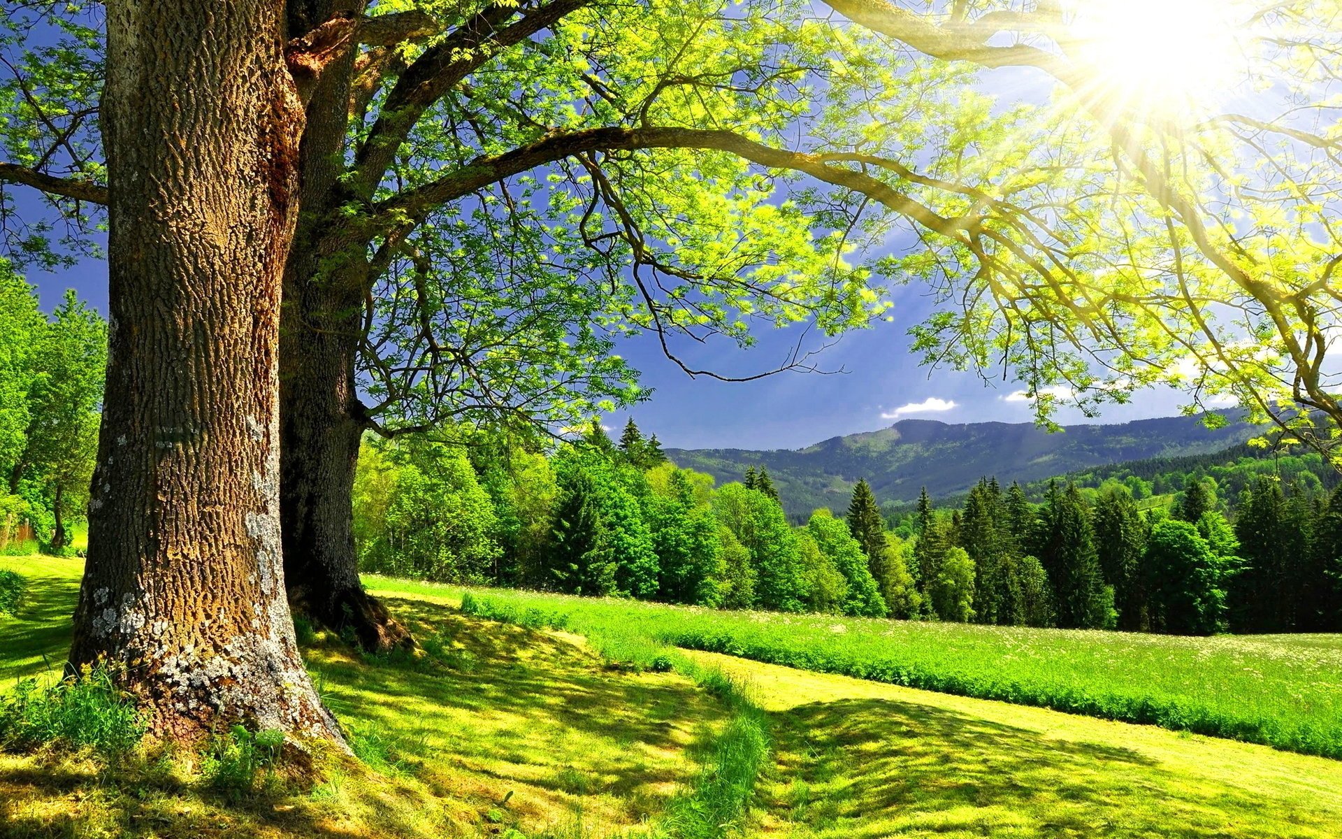 the sun forest summer landscape trees mountain