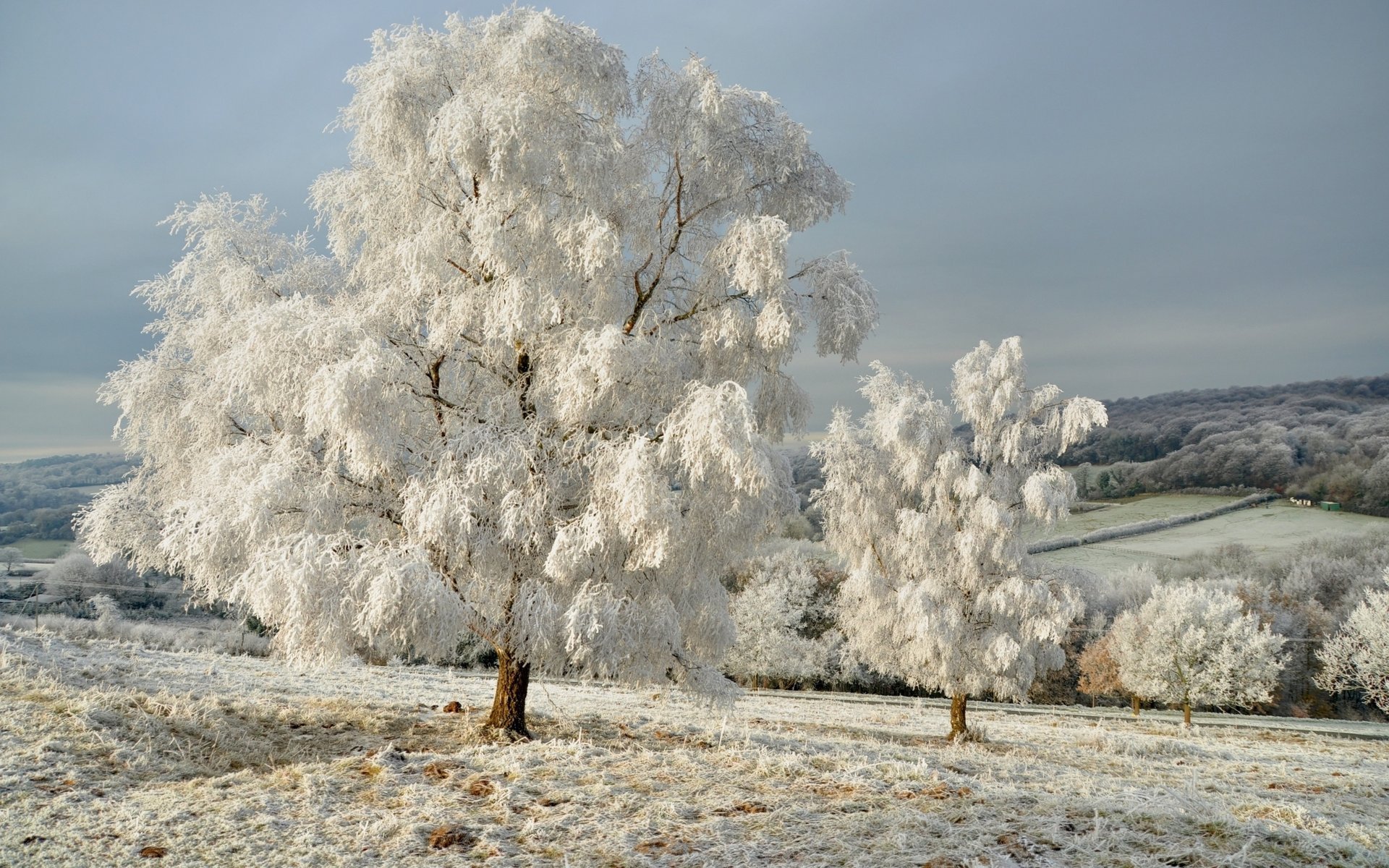 nature trees landscape winter the sky snow