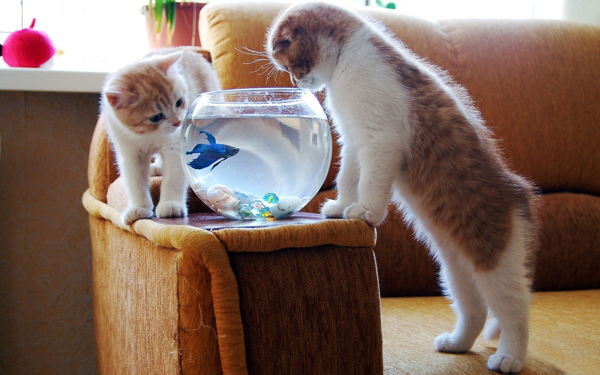 gatitos peces acuario