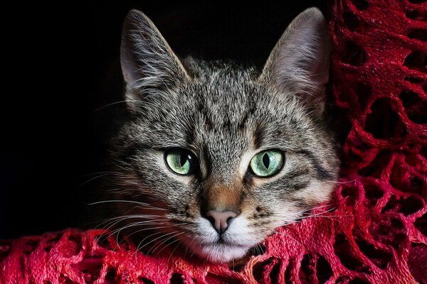 Gato de ojos verdes en tejido carmesí