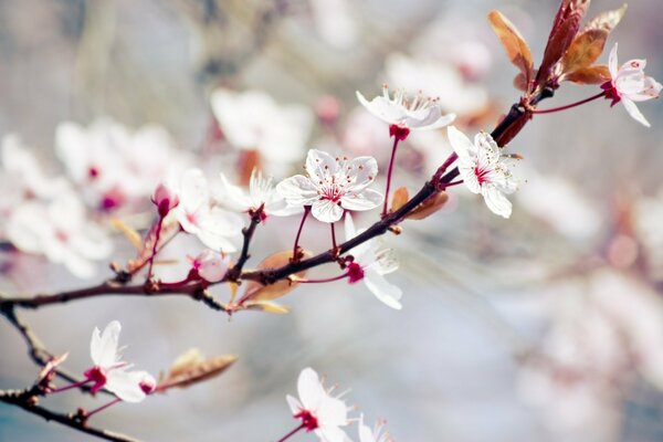 The apple tree blooms with white small flowers