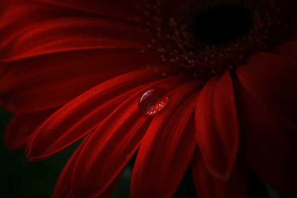 Ein Tropfen Wasser auf dem roten Gerbera-Blütenblatt