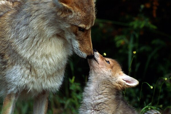 Im Wald Rudel von Wölfen , wo sich ein Wolf und ein Wolf sanft aneinander schnüffeln