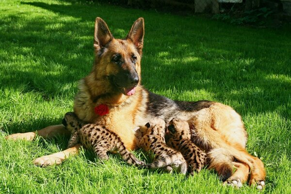 Sheepdog breed dog feeds kittens - cougar cubs