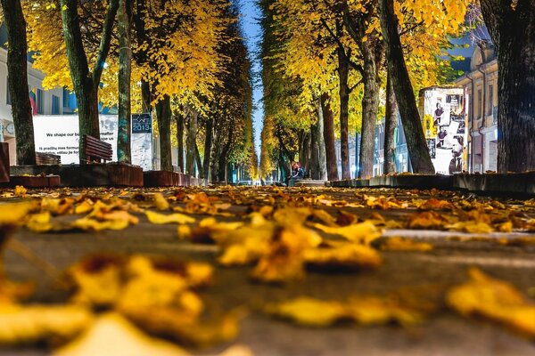 Eine Gasse in einer Streuung von zarten Ahornblättern